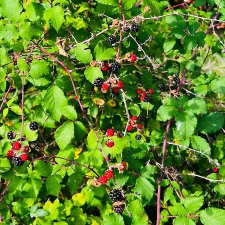 بيت خشبي Pepaj Razëm