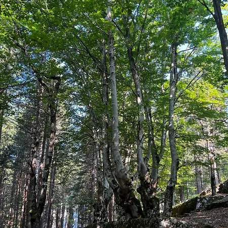 Pepaj بيت خشبي